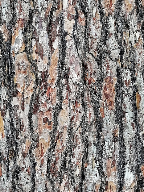 Old bark texture texture