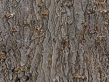 bark texture (ID:ffhde074)