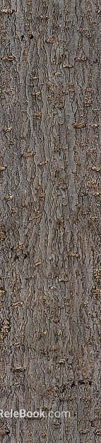 bark texture