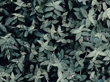 leaves texture (ID:ffagg45978)