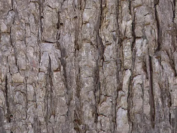bark texture (ID:ffagg38907)