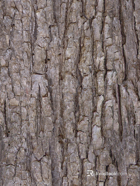 bark texture