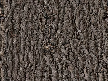 bark texture (ID:ffajg54710)