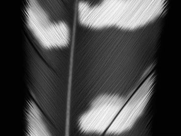 Black and White Bump texture (ID:ffagf2806)
