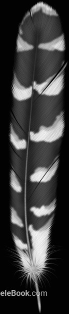 Black and White Bump texture