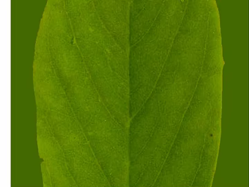 green leaf texture (ID:ffaeg96128)