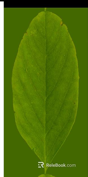 green leaf texture
