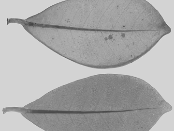 leaves texture (ID:ffabg95196)