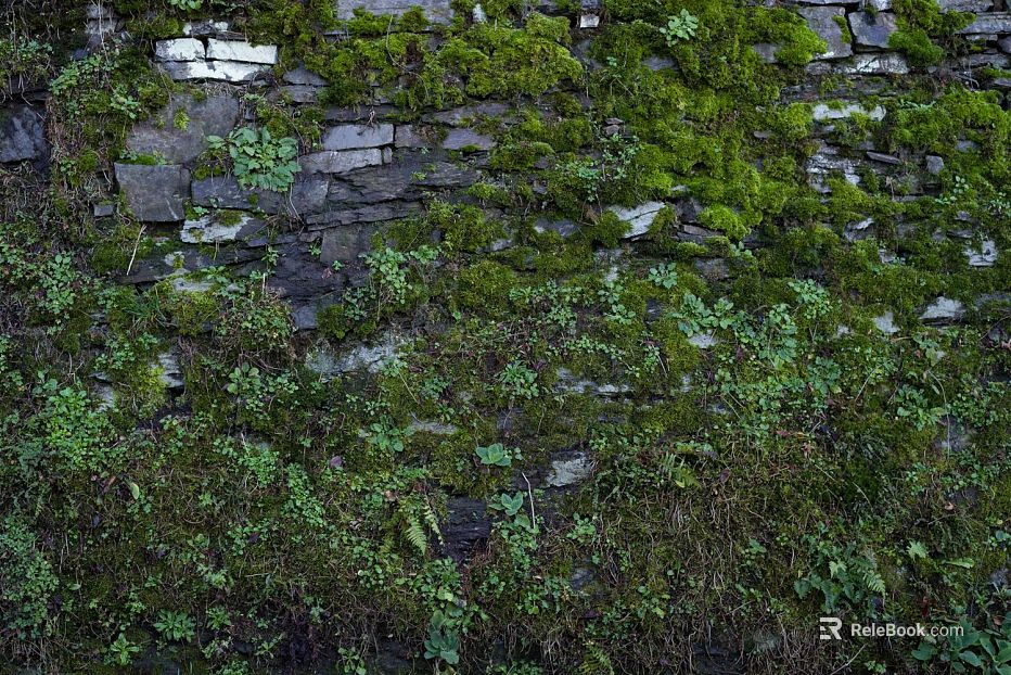 moss texture