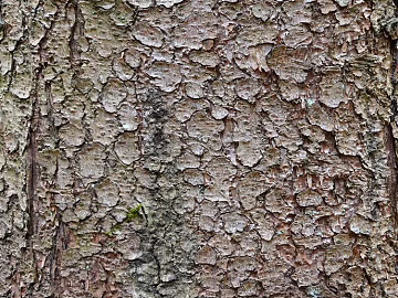 bark texture (ID:ffadg69319)