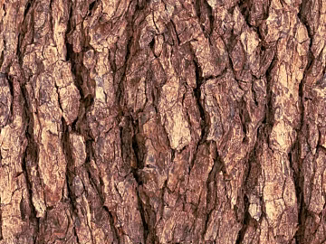 Tan Bark Natural Decorative Surface 3d model
