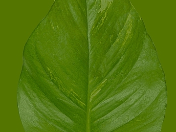 leaves texture (ID:ffagg71201)