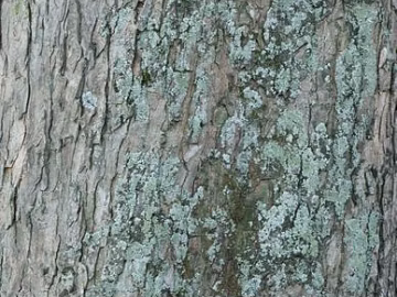 bark texture (ID:ffagg72956)