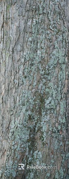 bark texture
