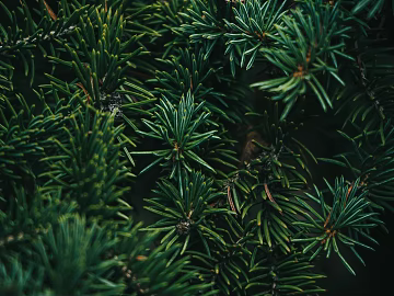 leaves texture (ID:ffabg24032)