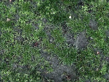 Grassland texture (ID:ffagf3170)