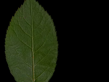 leaves texture (ID:ffaeg26071)