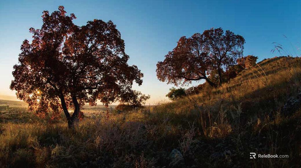 Wild Scenery texture