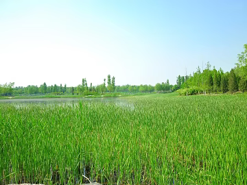 Wild Scenery texture (ID:ffaeg01040)