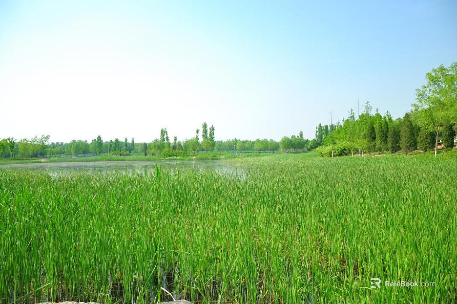 Wild Scenery texture