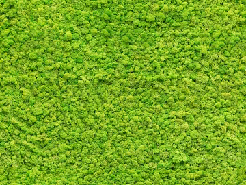 moss texture (ID:ffabg50326)
