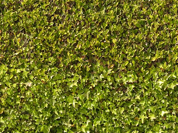 Shrubs texture (ID:ffabg65265)