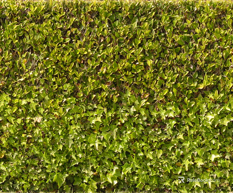 Shrubs texture