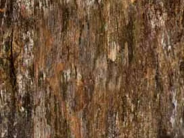 bark texture (ID:ffaeg77035)