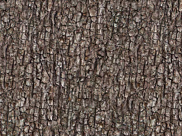 New Chinese Bark texture (ID:ffajh743677)