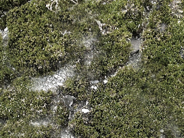 moss texture (ID:ffaeg78380)