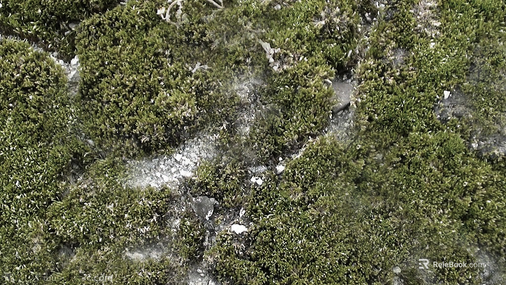 moss texture