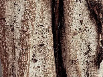 bark texture (ID:ffagg82230)