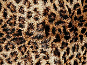yellow brown black leopard animal fur texture (ID:ffaeh134216)