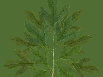 leaves texture (ID:ffagg97002)