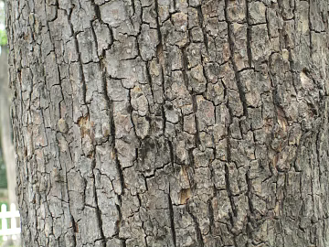 bark texture (ID:ffajg85855)