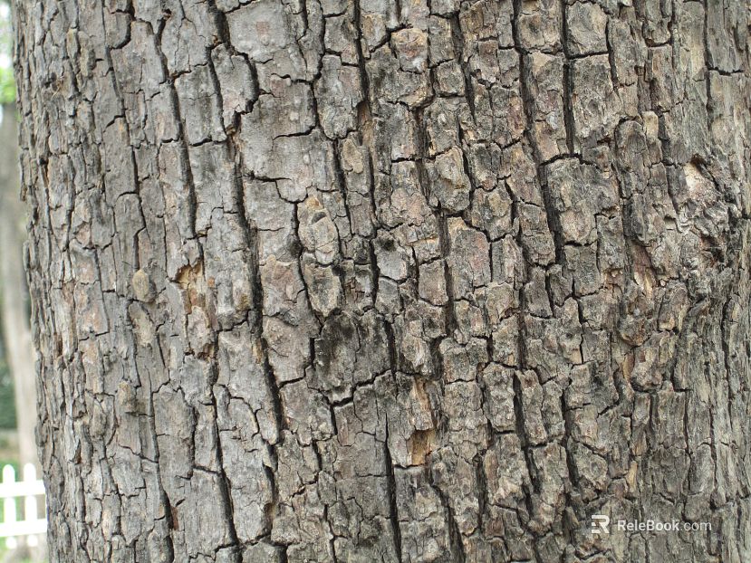 bark texture