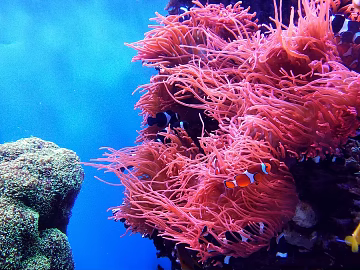 Fish tank texture (ID:ffach534814)