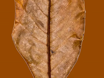 leaves texture (ID:ffagg99624)