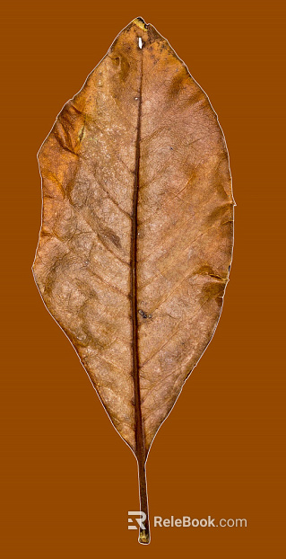 leaves texture