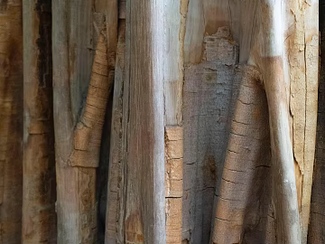 bark texture (ID:ffagg11895)