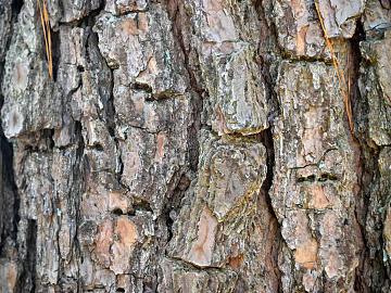 bark texture (ID:ffaag69122)