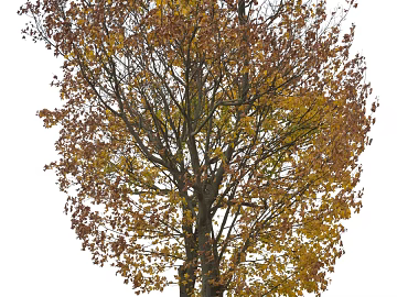 Trees Autumn Trees Big Trees Small Trees Commercial Trees Roadside Trees Community Greening texture (ID:ffach266143)