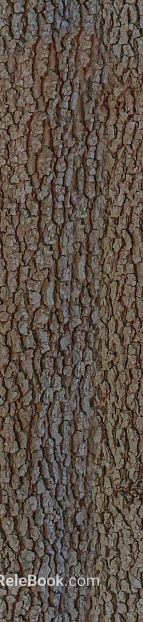 bark texture