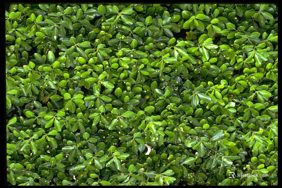 Plant painting texture