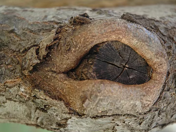 bark texture (ID:ffagg86351)