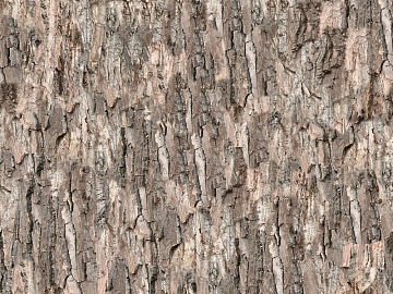 bark texture (ID:ffabg96060)