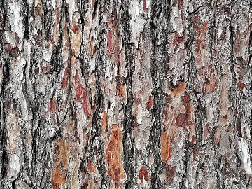 bark texture (ID:ffach939861)
