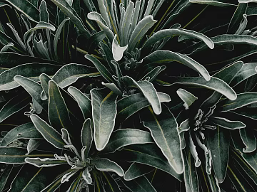 plant pattern texture (ID:ffagg54888)