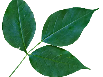 leaves texture (ID:ffabf6214)