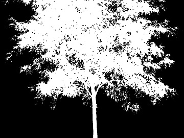 black and white tree shadow texture (ID:ffabg40085)